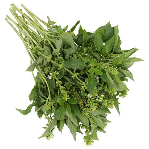 Albahaca Rollo