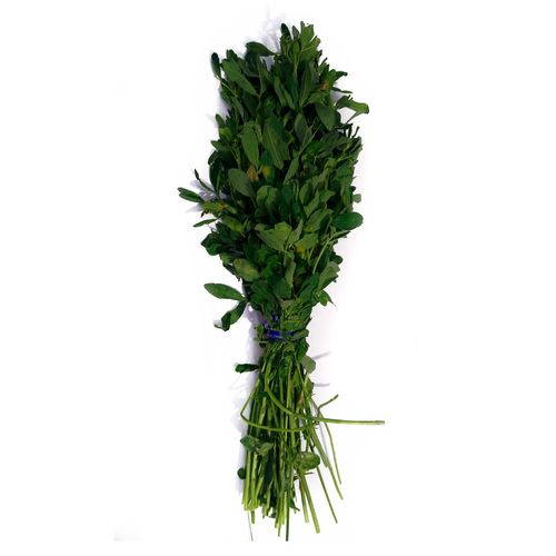 Alfalfa Fresca Kg