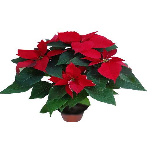 Flor de Nochebuena 6 Pulgadas