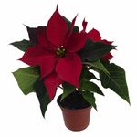 781718924870_00