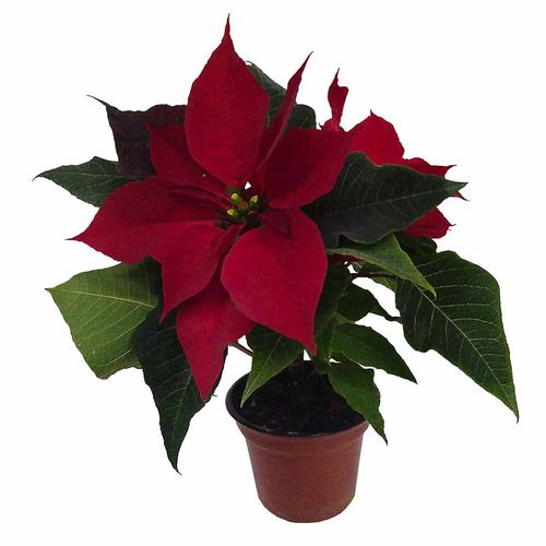 Flor de Nochebuena 3 Pulgadas